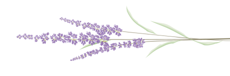 lavender-4341500_1920